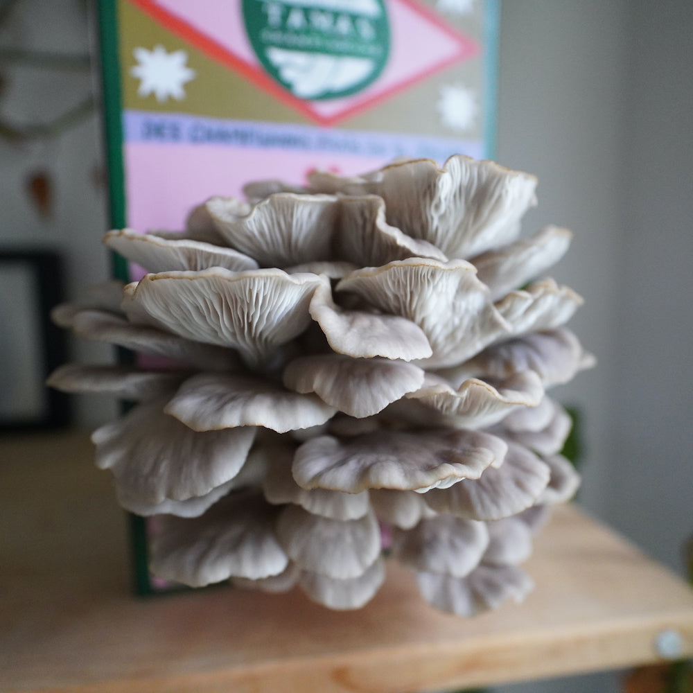 Italian Oyster Mushroom Growing Kit