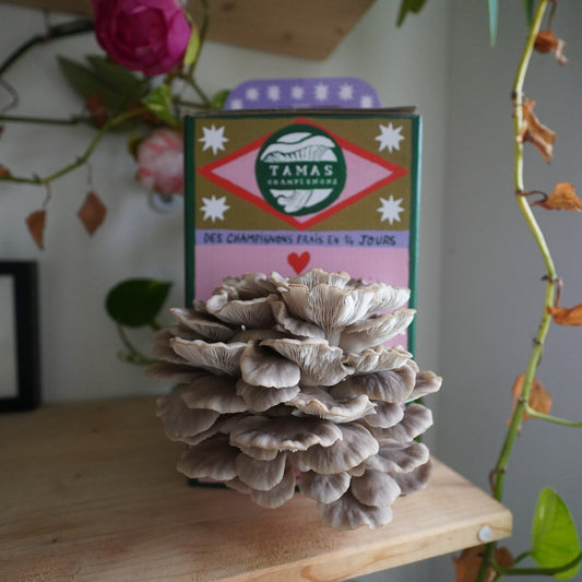 Italian Oyster Mushroom Growing Kit